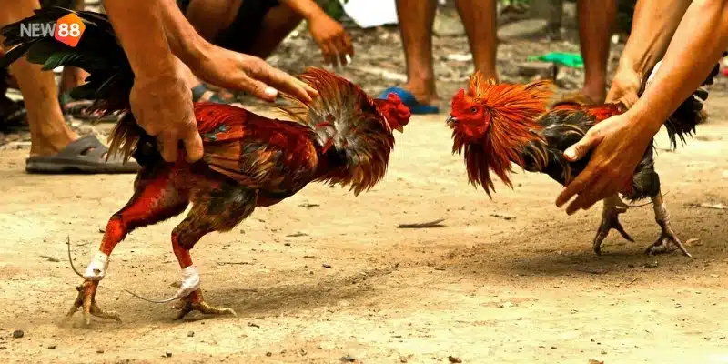 Đá gà