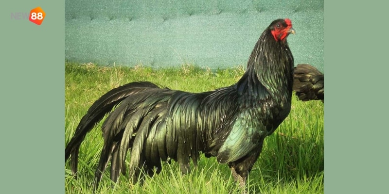 gà đá cựa sắt hay nhất