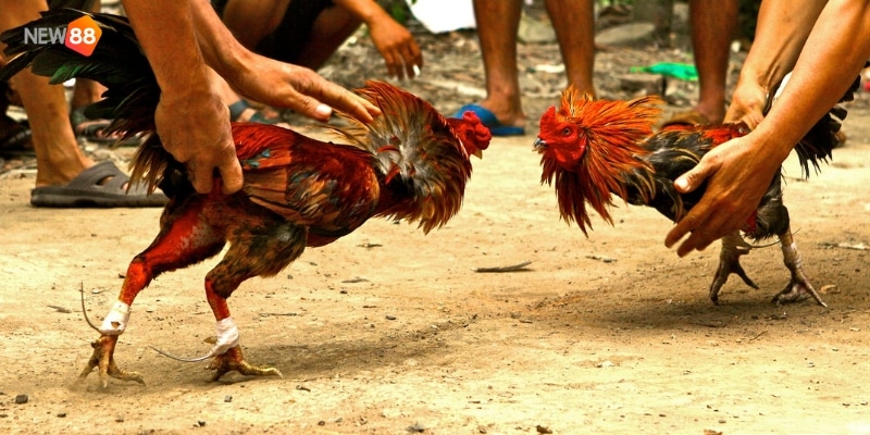 trực tiếp đá gà bình luận viên