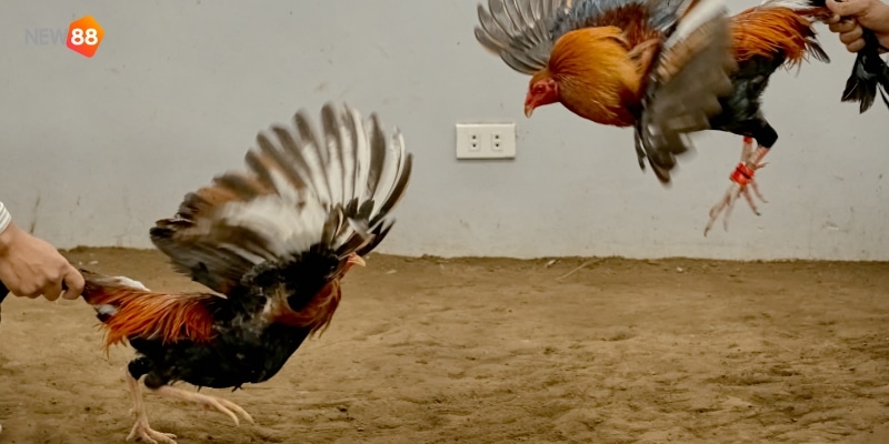 trực tiếp đá gà bình luận viên