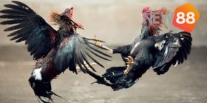 Đôi nét về đá gà cựa sắt Thomo