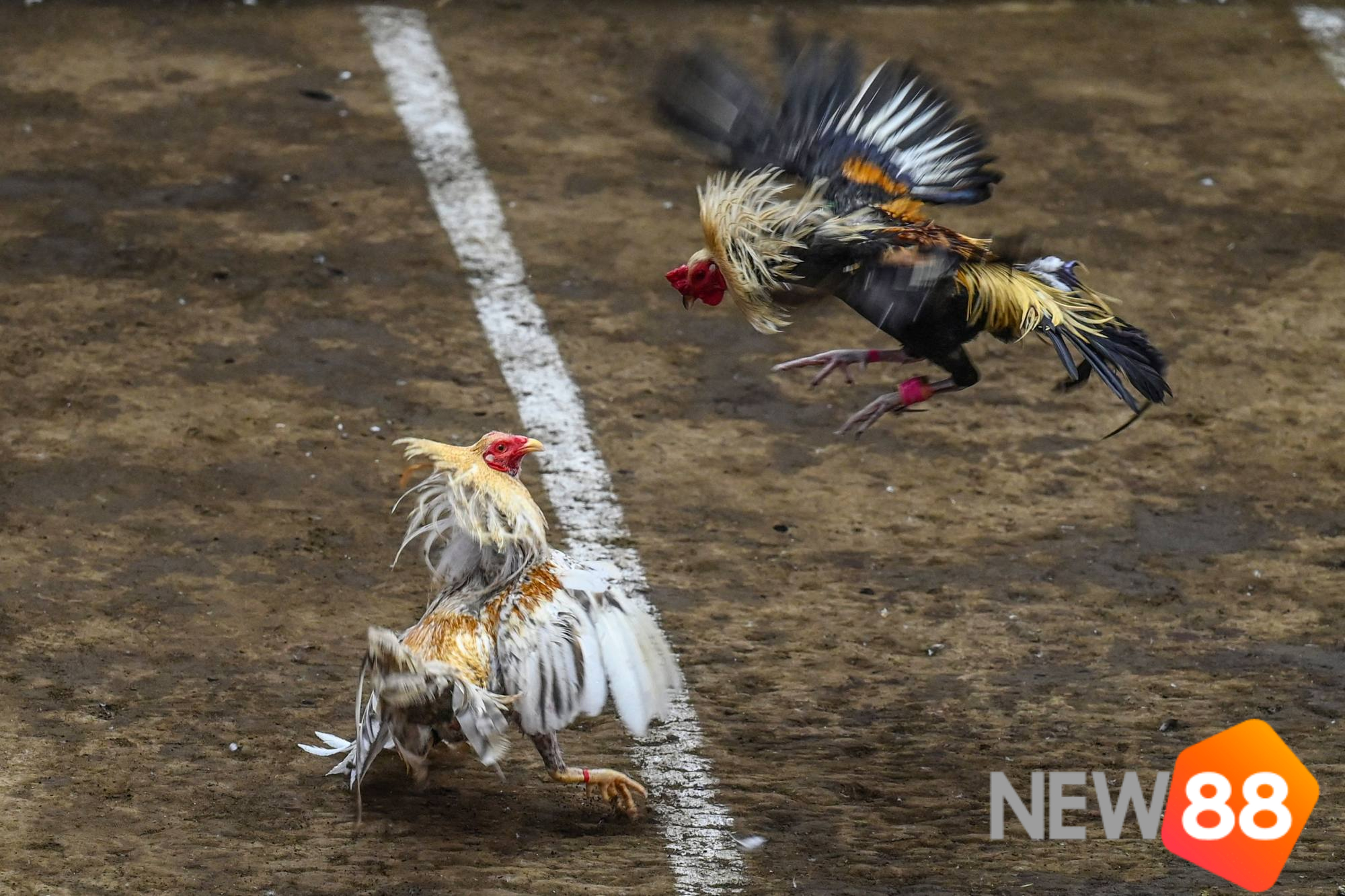 Tương lai của bộ môn thể thao truyền thống trong bối cảnh hiện đại