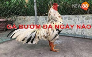 Những ngày gà bướm đá ngày nào tốt mà anh em nên biết