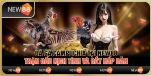 Đá gà Campuchia tại New88 - Trận đấu kịch tính và đầy hấp dẫn