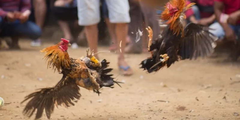 Khám phá cách soi kèo đá gà Campuchia hiệu quả tại New 88