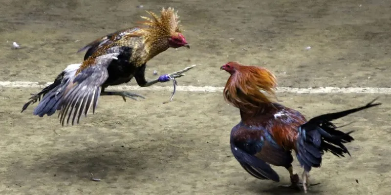 Các quy định quan trọng trong đá gà Thomo