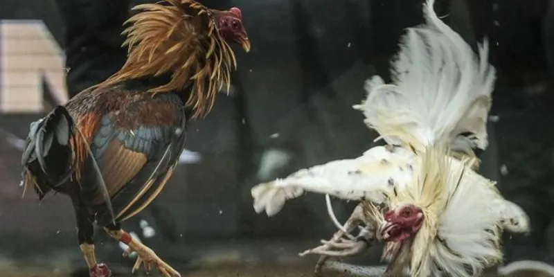 Chia sẻ kinh nghiệm cá cược đá gà Thomo tại New88