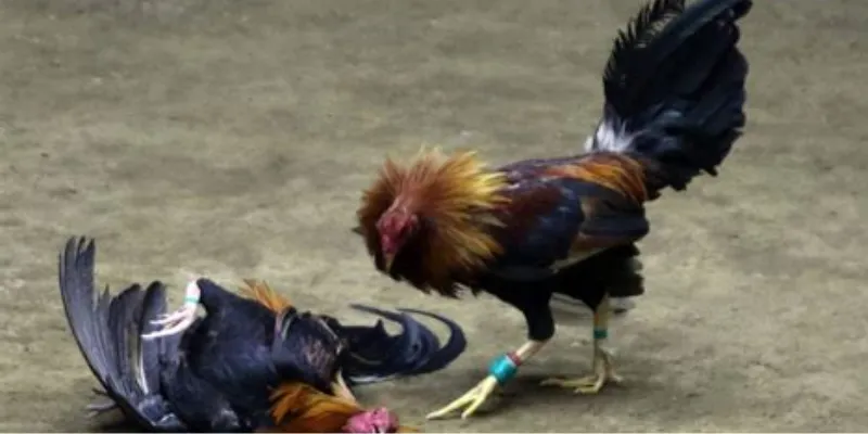 Thông tin nổi bật về trực tiếp đá gà CPC3