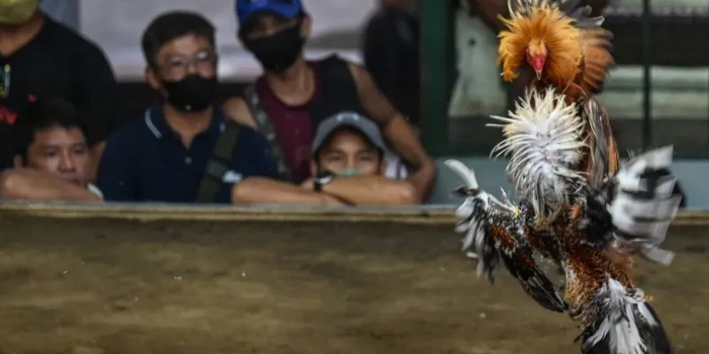 Lưu ý quan trọng khi xem đá gà trực tiếp tại CPC3 tại New88