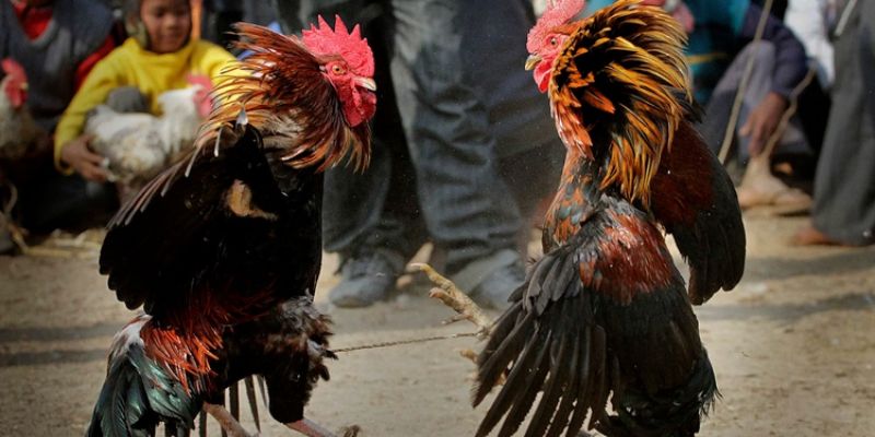 Thuốc có tác dụng tuyệt vời cho gà chọi