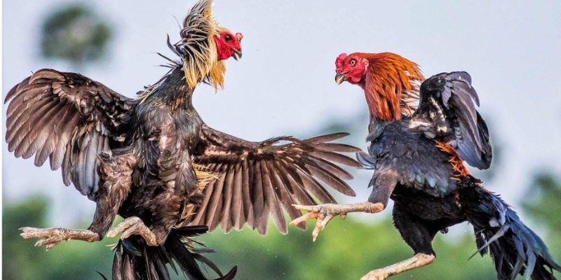 Tham khảo nhiều loại trên thị trường