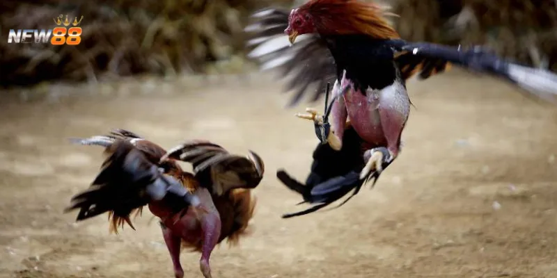 Tìm hiểu về đá gà online và cách chơi cơ bản