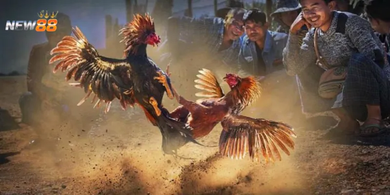 Mẹo chơi đá gà online tăng cơ hội thắng từ chuyên gia