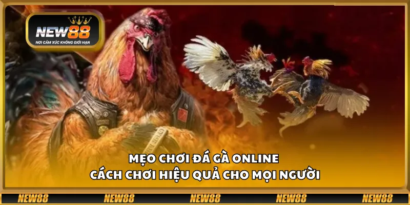 Mẹo chơi đá gà online – Cách chơi hiệu quả cho mọi người